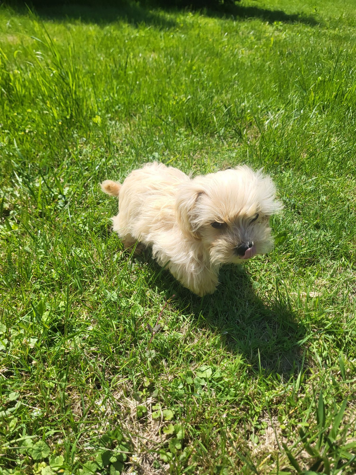 Chłopczyk Maltipoo