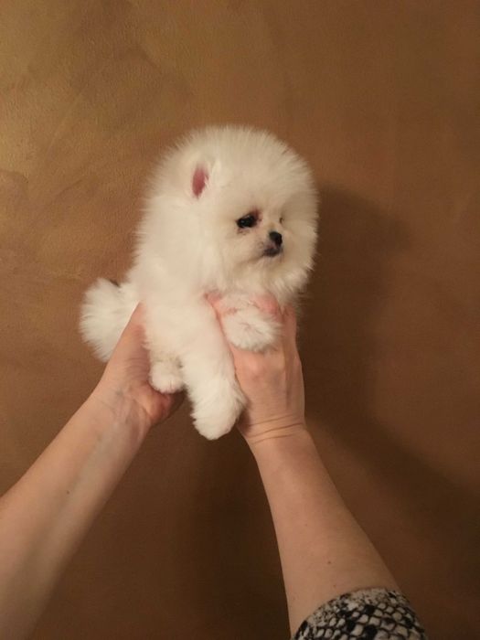 Szpic miniaturowy pomeranian mini misio  sunia