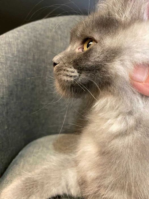 JAMAICA девочка мейн кун голубой дым