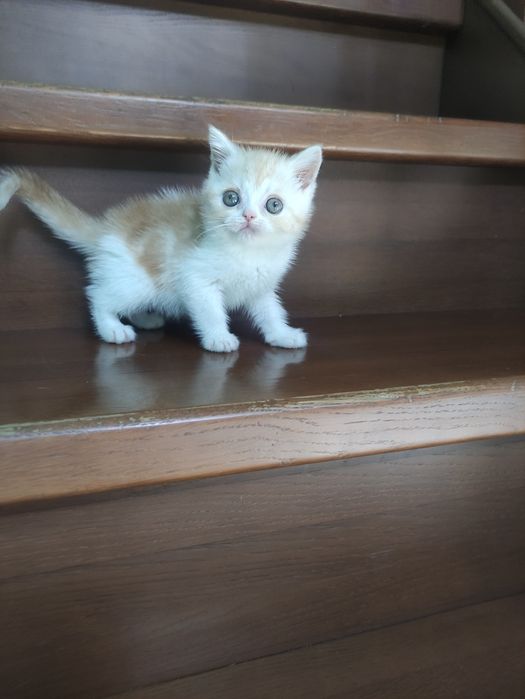 Породные шотландские котята,не вЕслоухие,а действительно вИслоухие!