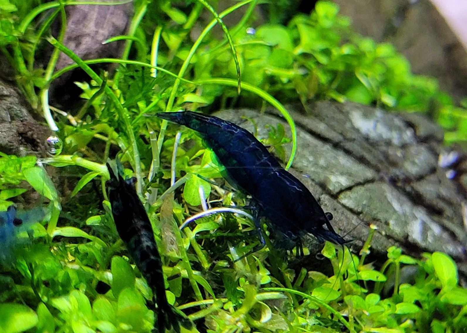 Krewetki akwariowe - Neocardina blue / niebieskie