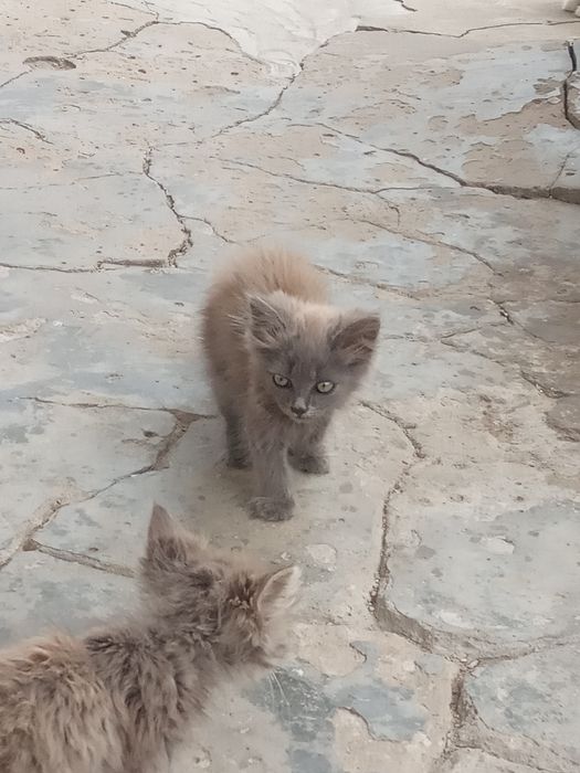 Продаю бойових котів