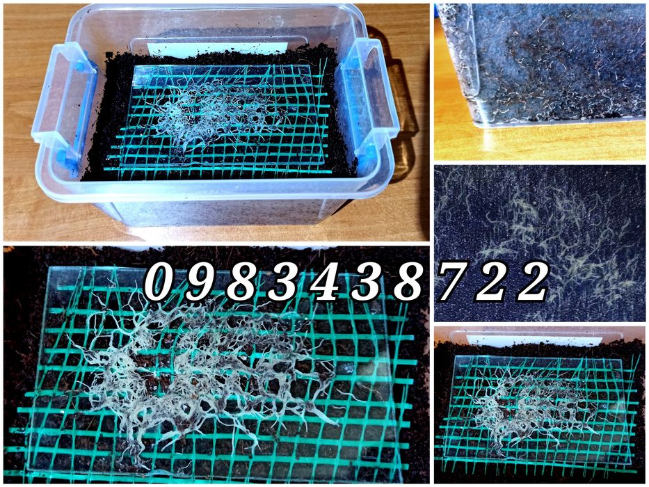 Гриндаль, нематода, пресноводная коловратка Культура Живые корма