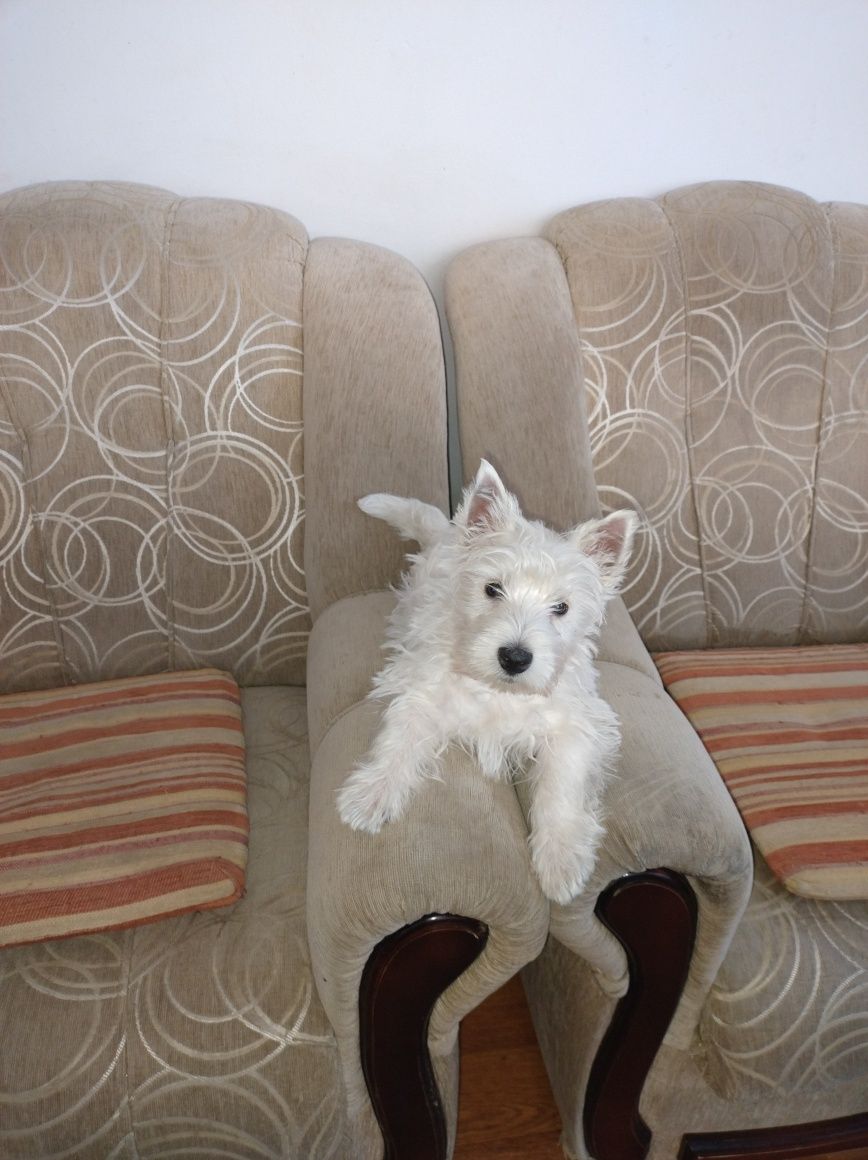 West highland white terier-piesek/FCI/ sprzedam