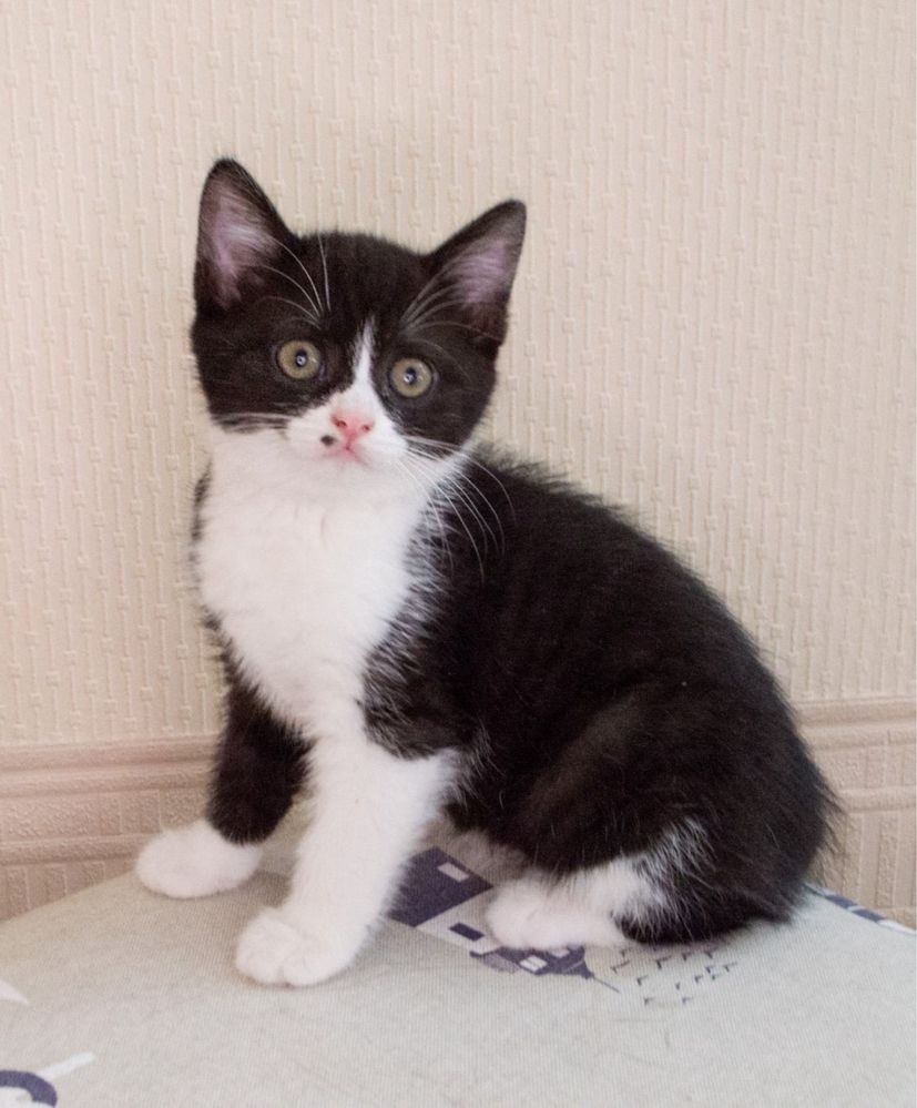 Котеня хлопчик Каспер  3,5 місяці