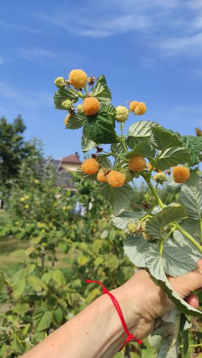 Продаю саджанці малини ремонтантни сорти.