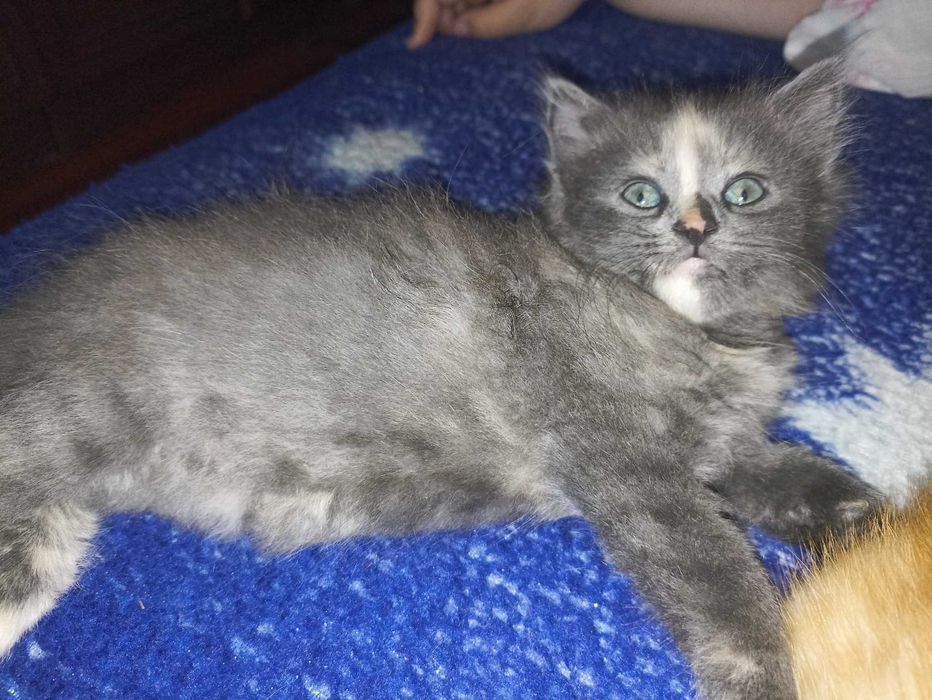 Віддам  в добрі руки кошенят!