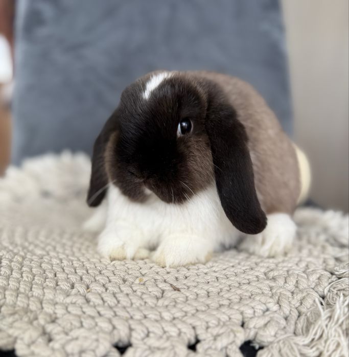 Śliczna króliczka mini lop - samiczka - królik miniaturka z hodowli