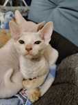 Devon rex białe kędziorki