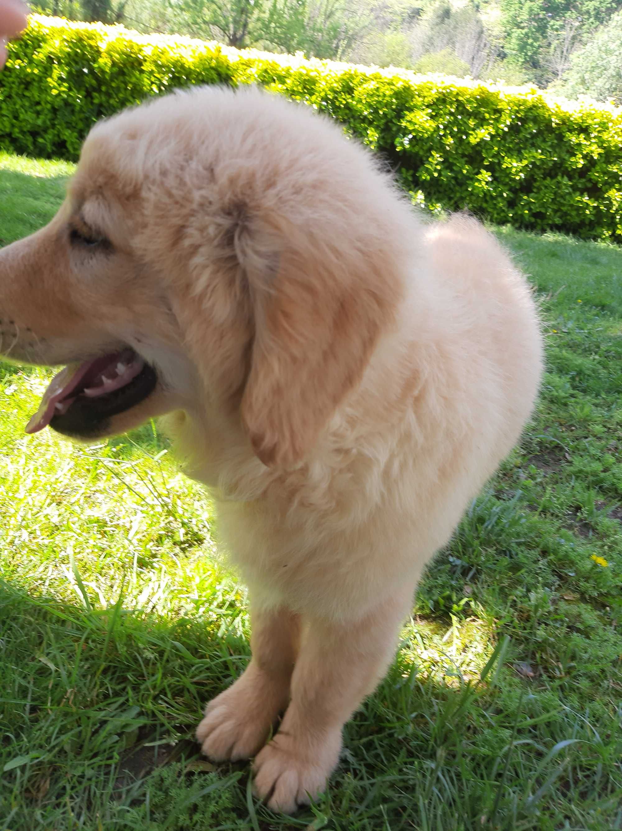 Exelente Golden Retriever com LOP