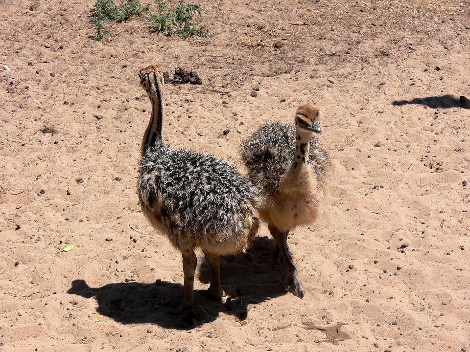 Птенцы страуса 1,5-2 месяца