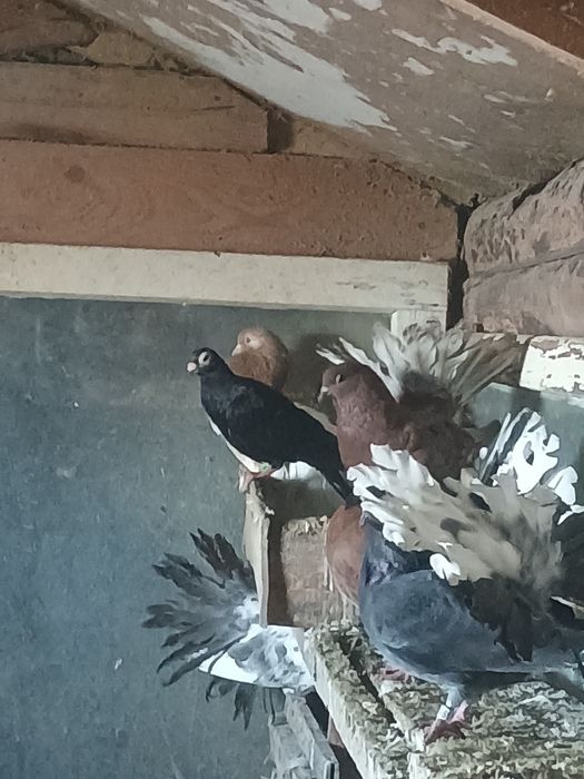 Gołębie pawie sprzedam