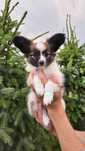 Papillon suczka FCI