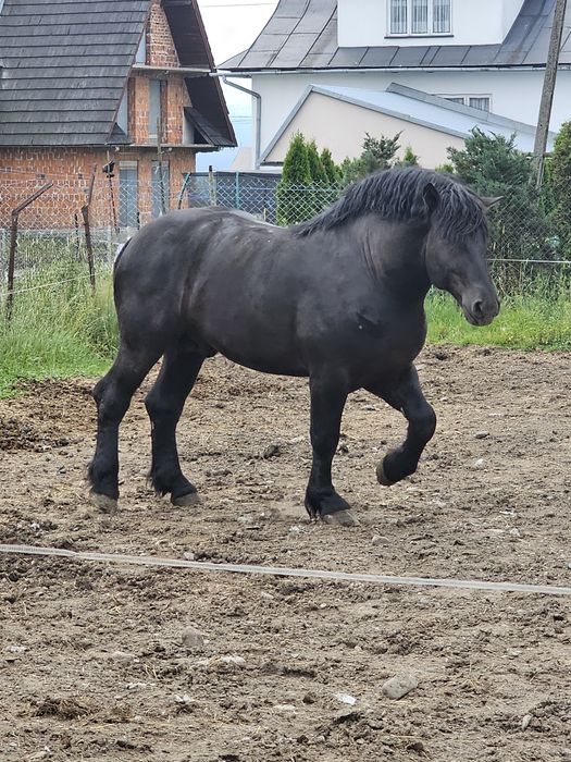 Sztum Stanówka Miłorad