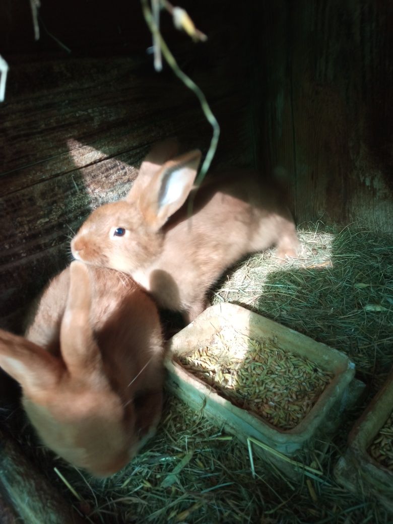 Młode króliki srokacze i nc
