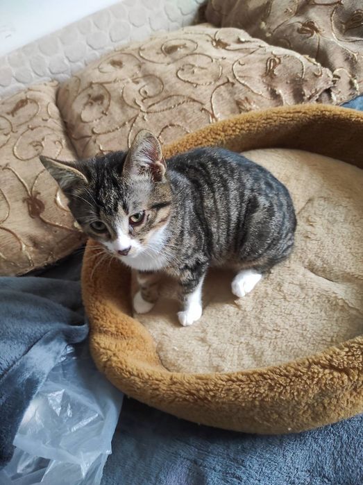 Маленький котик тигровый с белым (котёнок мальчик, кот, в добрые руки)