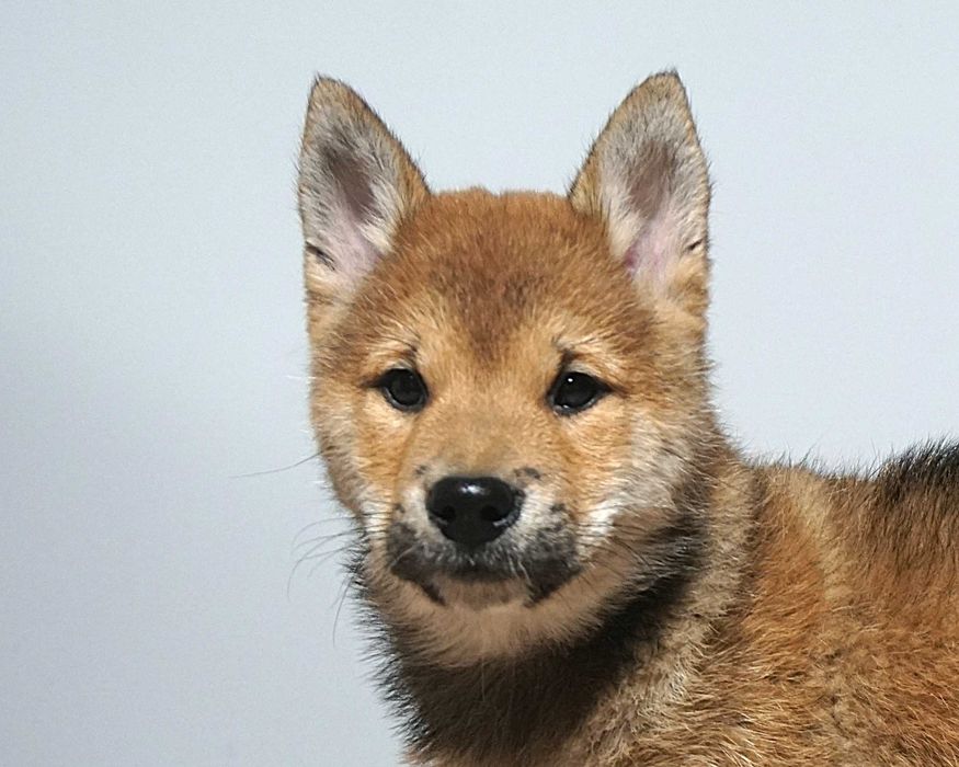 shiba inu czerwony piesek szczeniaczek