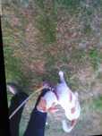 Pies Jack Russell Terrier