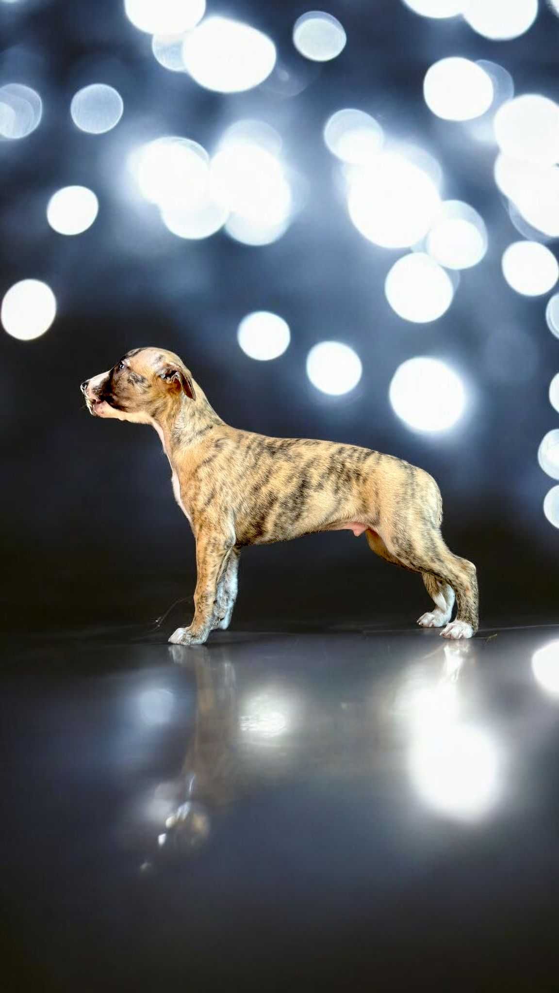 Chart angielski Whippet FCI