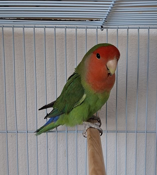 Agapornis roseicollis longfeather