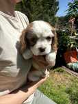Cavalier King Charles Spaniel