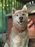 Starsza, piękna i kochana suczka husky szuka miłości i domu