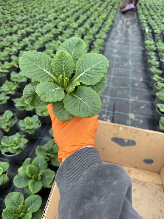 Примула махрова та звичайна