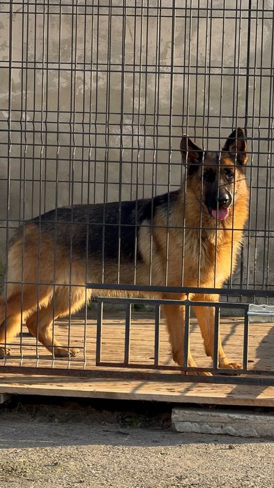 німецька вівчарка FCI/PKR: LASSO (кобель) × NOXA (сука)