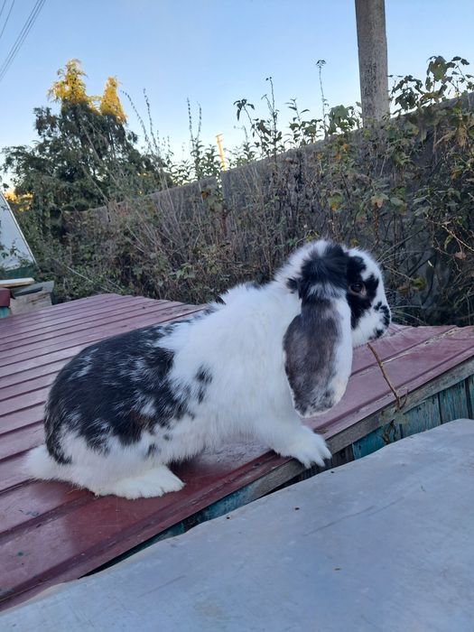 Кролі рш, фб, нсв