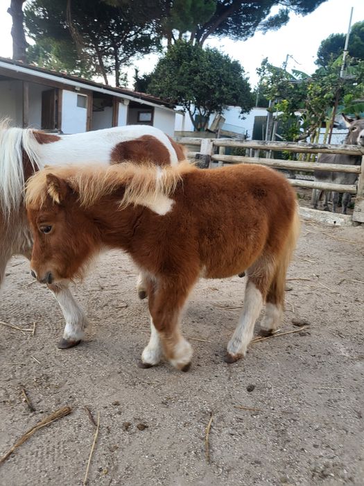 Ponei Mini Shetland com 5 meses