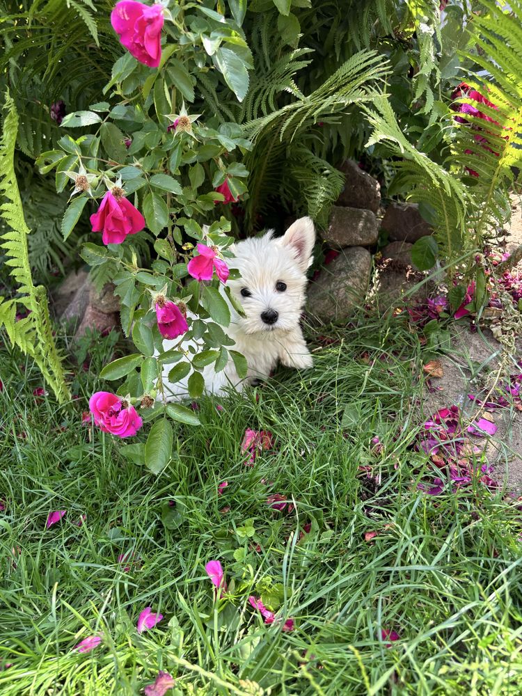 Piesek  West Highland white terrier