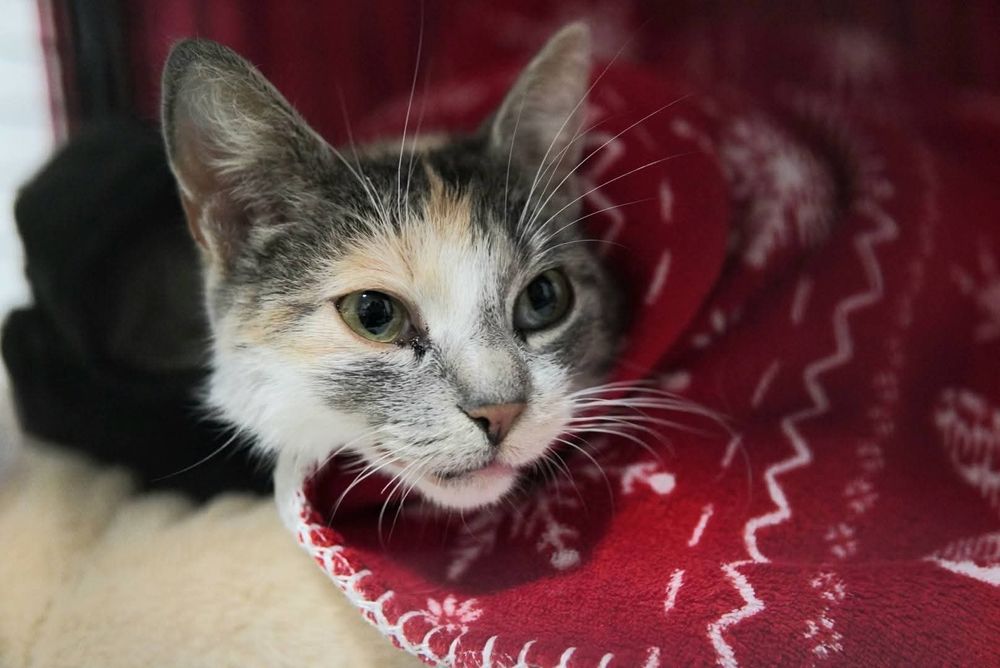 Lilka szuka domu w całej Polsce