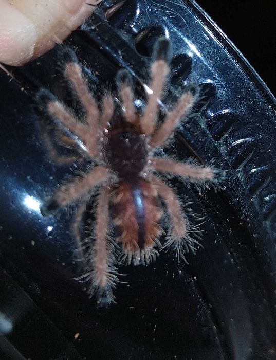 Avicularia avicularia l4