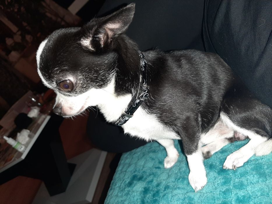 Chihuahua Krótkowłosa. Sunia, meega maleńka dla miłośników tej rasy.