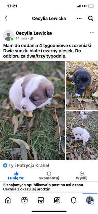4 tygodniowe szczeniaki