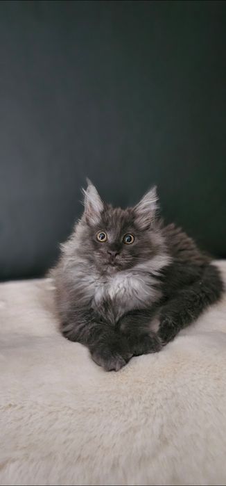 Koteczka Maine coon