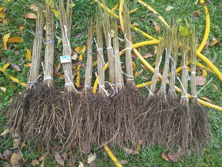 подвой , абрикоса, алычи