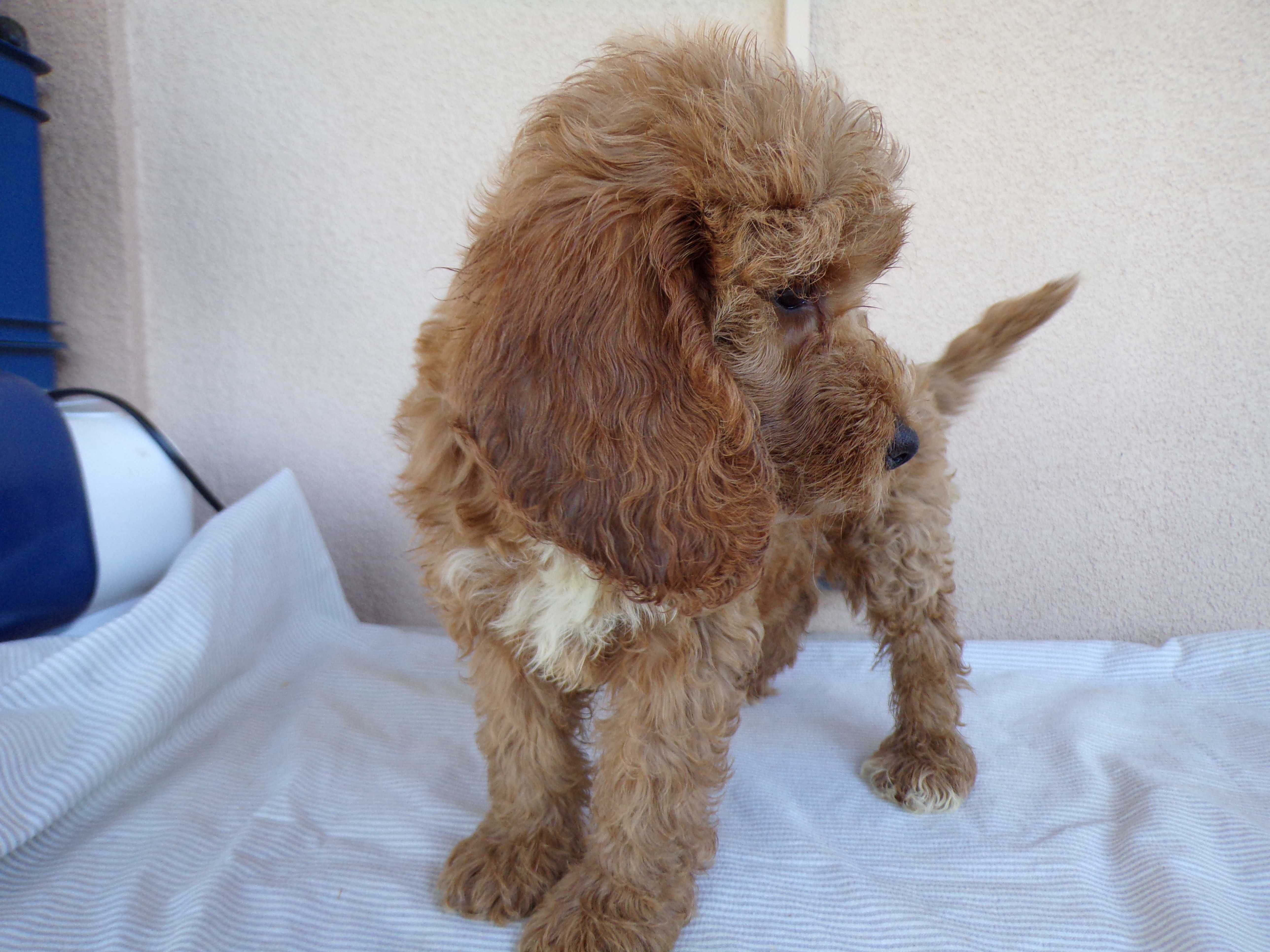 Cockapoo F1 , słodka, maleńka sunia karmelowa z białym