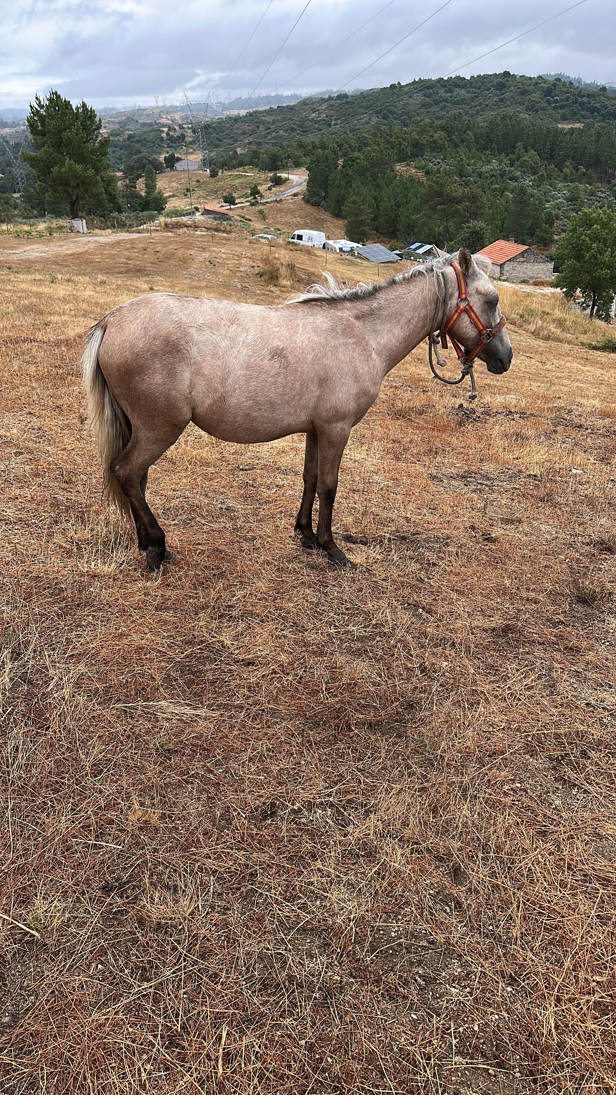 4 year old female pony
