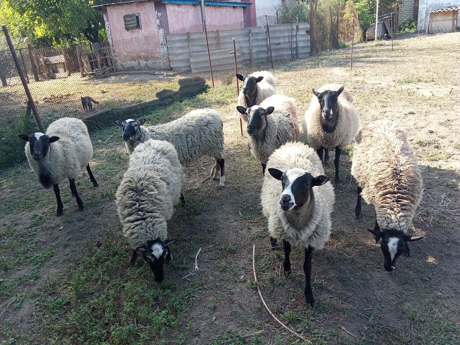 ПРОДАМ. Красавців