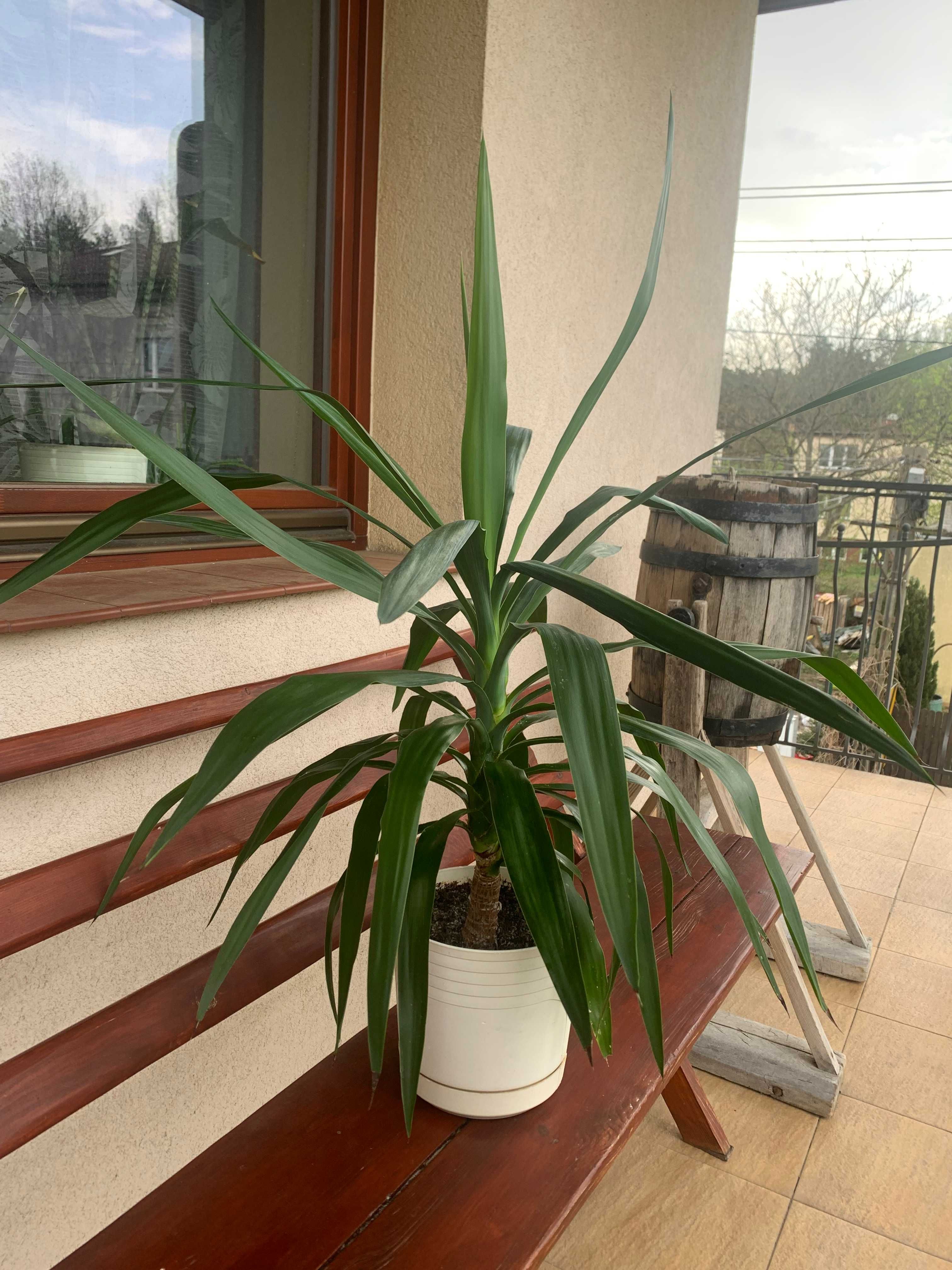 Juka yucca krępla doniczkowa domowa liście od ziemi wys. 95 cm