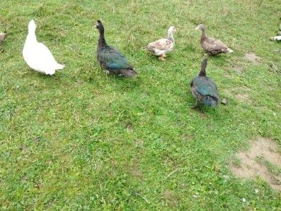Sprzedam gesi,kaczki i kaczory