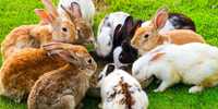 Продам взрослых кроликов - самцы и самки. Здоровые, крепкие кроли