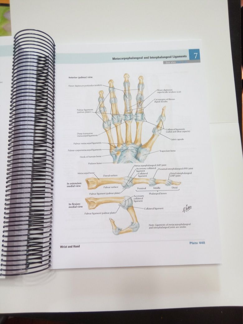 Netter's Atlas of human Anatomy