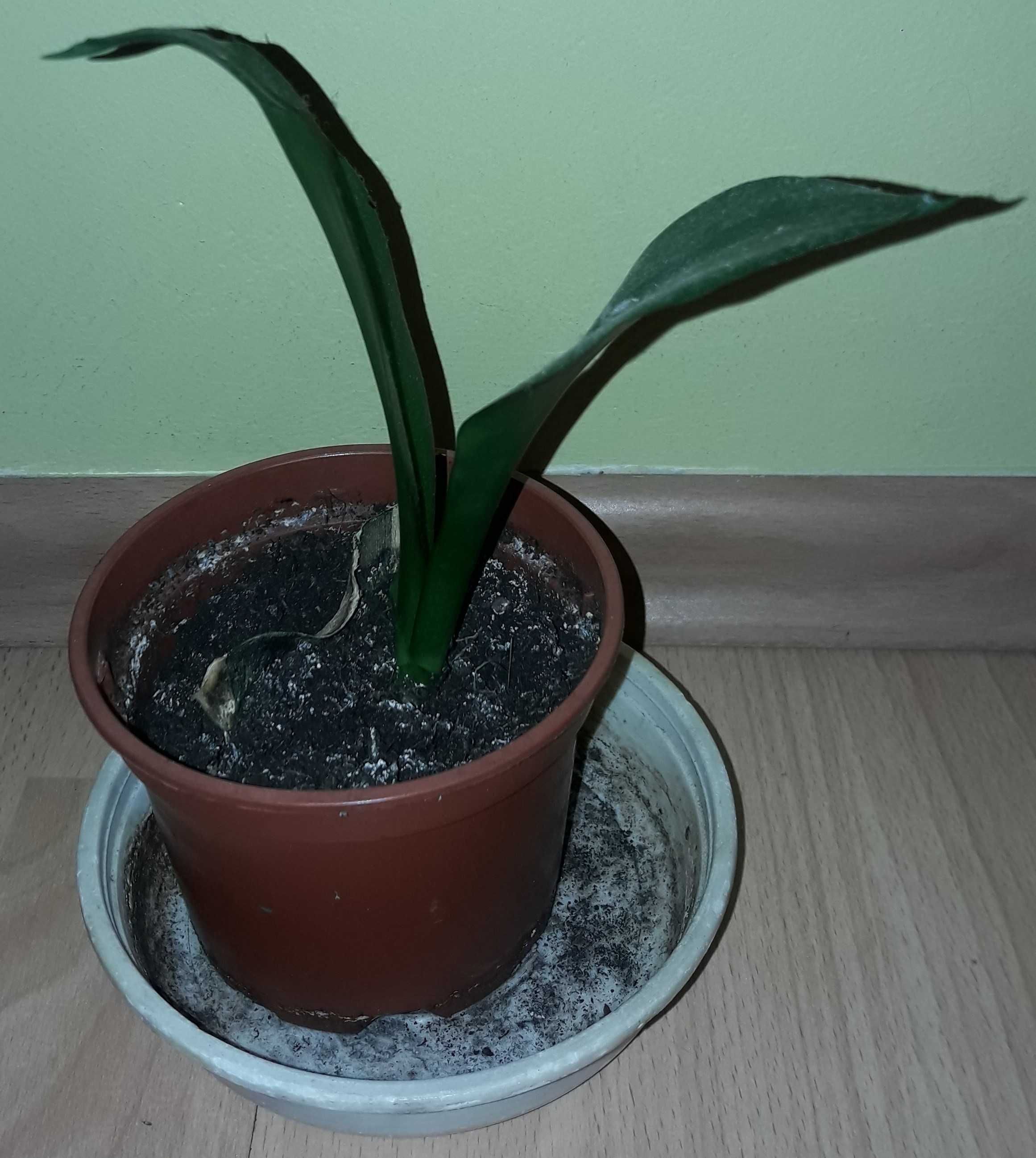 sanseweria sansevieria sanseveria wężownica