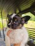 Papillon malutka sunia, szczeniak ZKwP