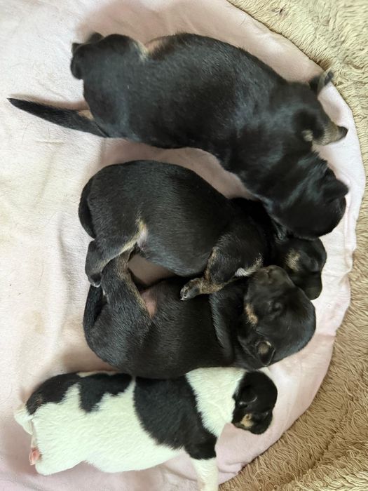 Szczeniaczki do odbioru