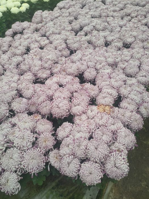 Chryzantemy hurt i detal