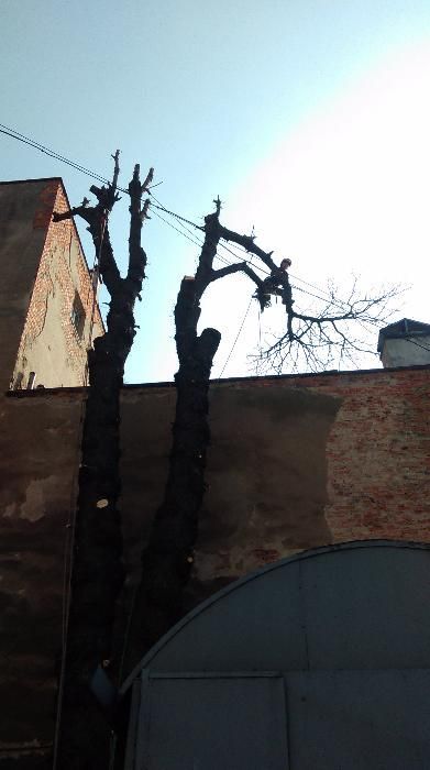 wycinka, pielęgnacja drzew także owocowych