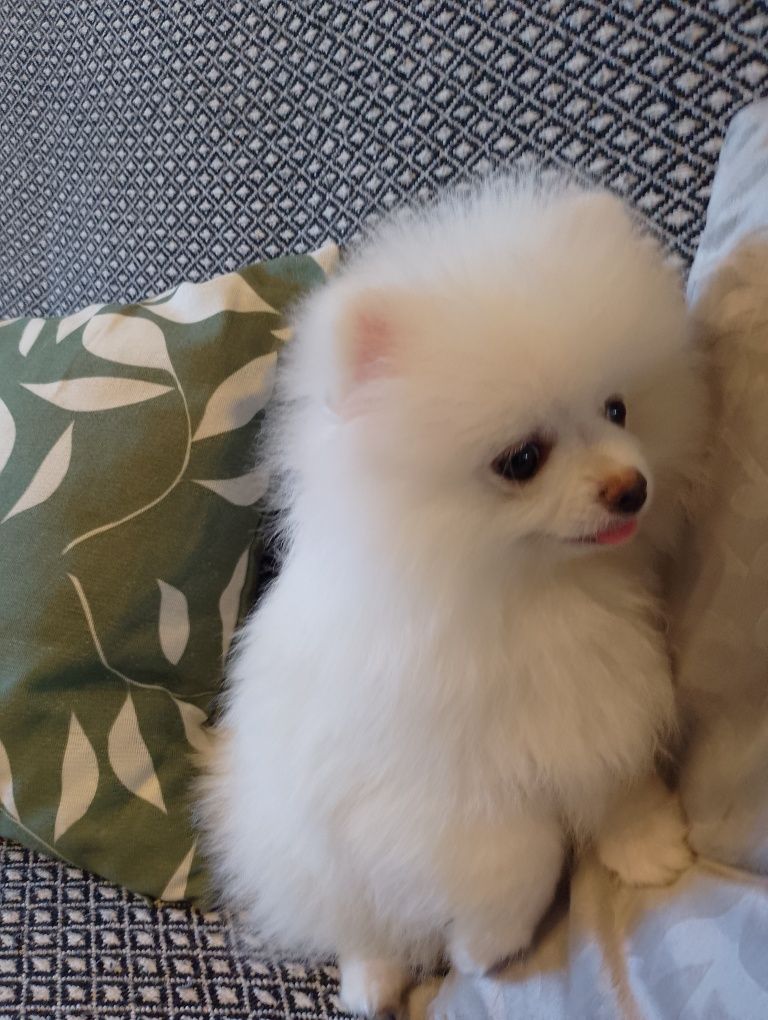 Szpic Miniaturowy Pomeranian Suczka